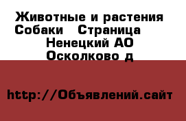 Животные и растения Собаки - Страница 11 . Ненецкий АО,Осколково д.